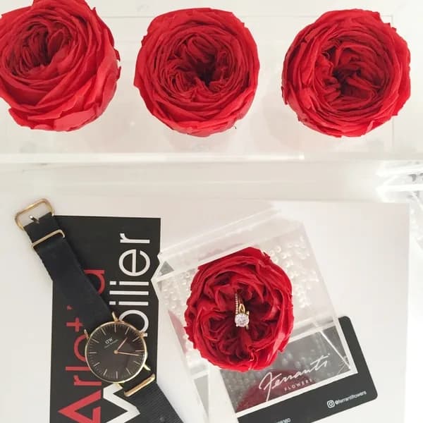 Red roses in transparent boxes