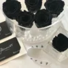 Fresh black roses in a transparent box